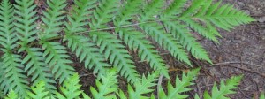fronds of giant chain fern