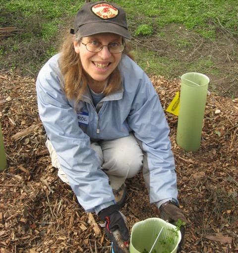 Carol showing off a newly planted coyote bush that she planted at Magic's newest restoration site in Palo Alto