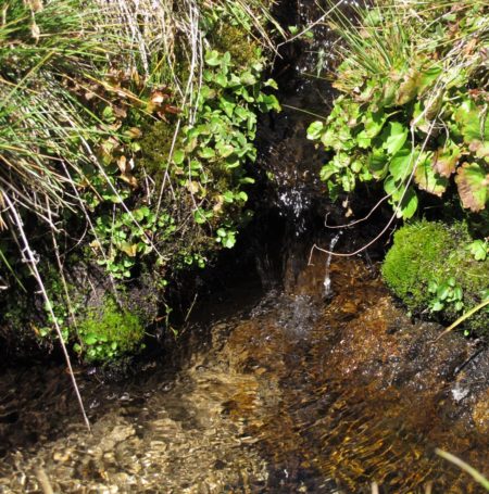 Little water plants