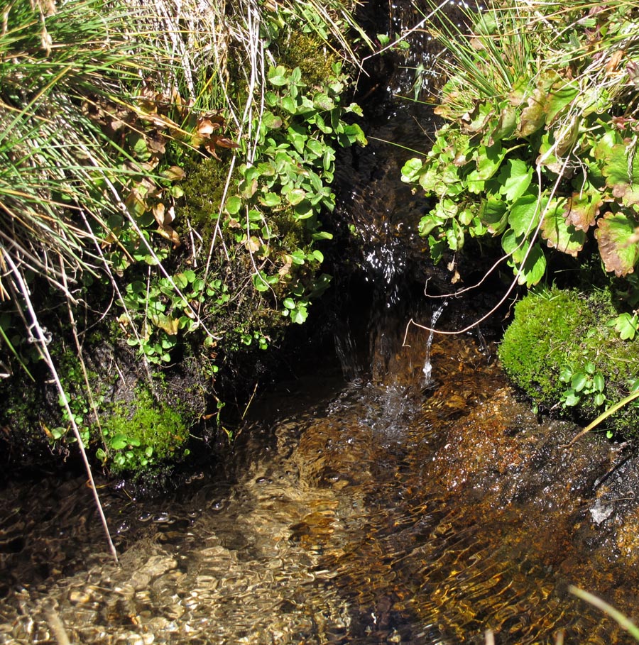 Little Water Plants