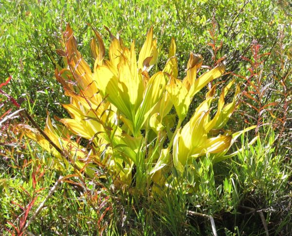 Corn lily leaves, yellow