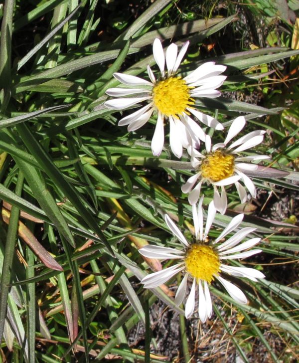 White asters, three flowers