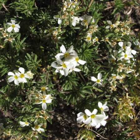 Linanthus